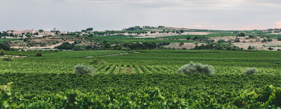 Vines from Minervois terroir in Languedoc South of France 