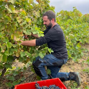 mathieu le vigneron qui récolte le raisin durant les vendanges, pour les futures ventes et dégustation des vins du Minervois