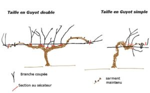 guyot pruning